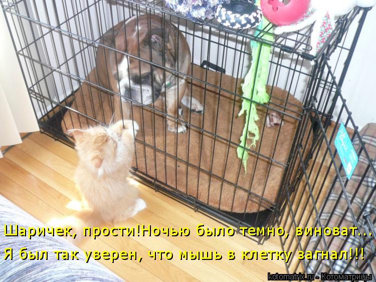 Я был так уверен, что мышь в клетку загнал!!! Шаричек, прости!Ночью было темно, виноват...... Котоматрица: Я был так уверен, что мышь в клетку загнал!!! Шаричек, прости!Ночью было темно, виноват...