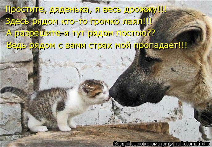 Простите, дяденька, я весь дрожжу!!! Здесь рядом кто-то громко лаял!!! А разрешите-я тут рядом постою... Котоматрица: Простите, дяденька, я весь дрожжу!!! Здесь рядом кто-то громко лаял!!! А разрешите-я тут рядом постою?? Ведь рядом с вами страх мой пропадает!!!