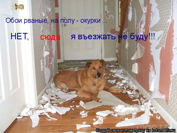 Котоматрица: Обои рваные, на полу - окурки ... НЕТ,   я въезжать не буду!!! сюда