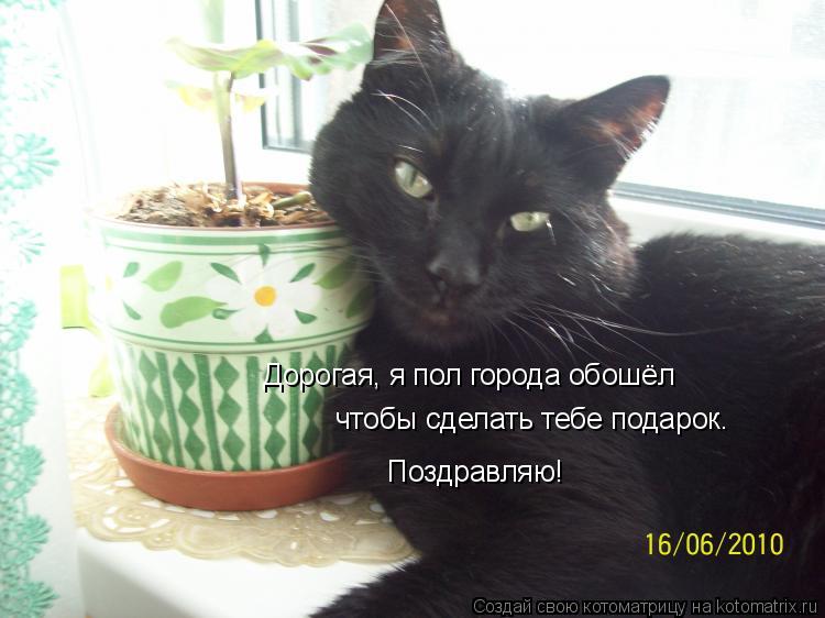 Котоматрица: Дорогая, я пол города обошёл чтобы сделать тебе подарок. Поздравляю!