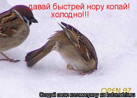 Котоматрица: давай быстрей нору копай! холодно!!!