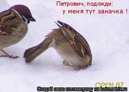 Котоматрица: Петрович, подожди: у меня тут заначка !