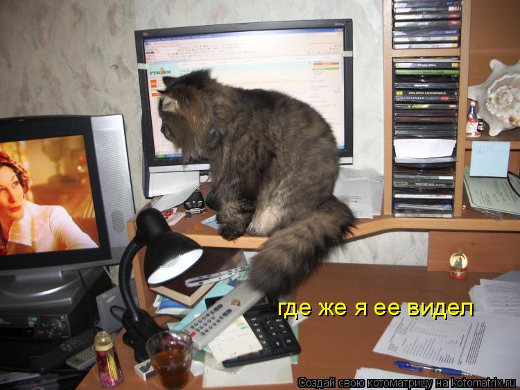 Котоматрица: где же я ее видел