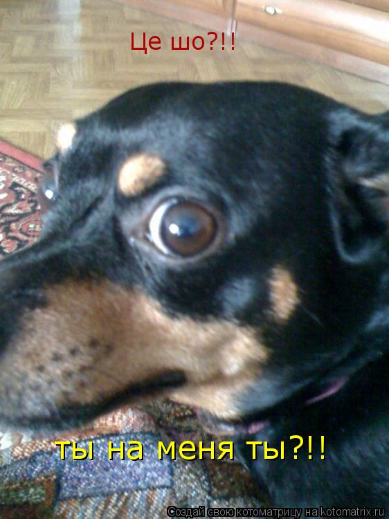 Котоматрица: Це шо?!! ты на меня ты?!!