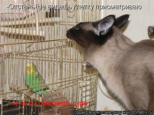 Котоматрица: -ну че ты смотришь дура -Отстань!Не видешь клетку присматриваю