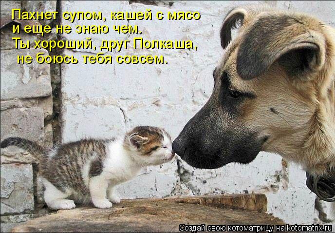 Котоматрица: Пахнет супом, кашей с мясо и еще не знаю чем. Ты хороший, друг Полкаша, не боюсь тебя совсем.
