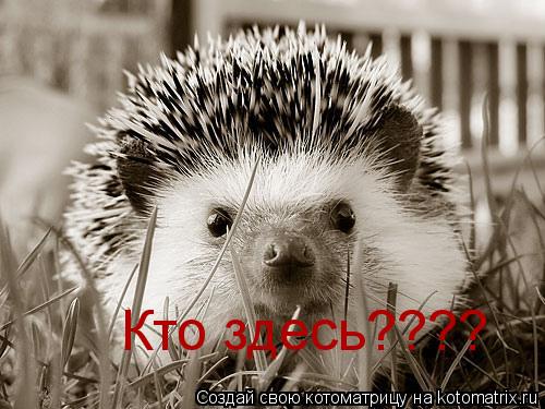 Котоматрица: Кто здесь????