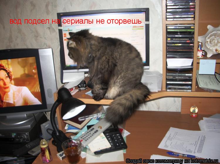Котоматрица: вод подсел на сериалы не оторвешь