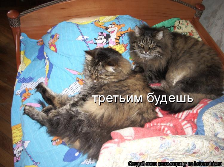 Котоматрица: третьим будешь