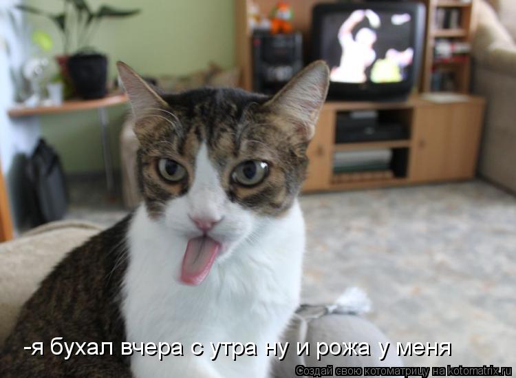 Котоматрица: -я бухал вчера с утра ну и рожа у меня