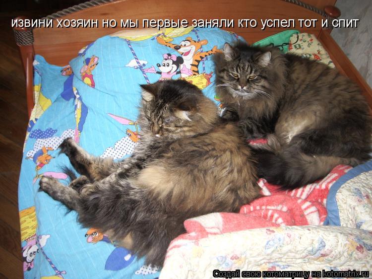 извини хозяин но мы первые заняли кто успел тот и спит... Котоматрица: извини хозяин но мы первые заняли кто успел тот и спит