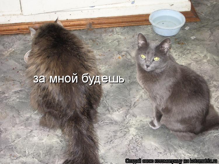 за мной будешь... Котоматрица: за мной будешь