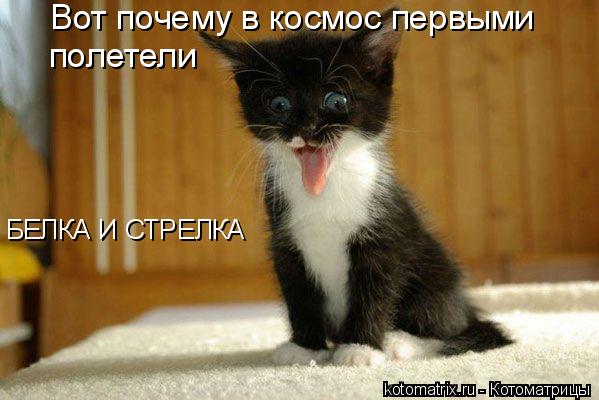 Вот почему в космос первыми полетели БЕЛКА И СТРЕЛКА... Котоматрица: Вот почему в космос первыми полетели БЕЛКА И СТРЕЛКА