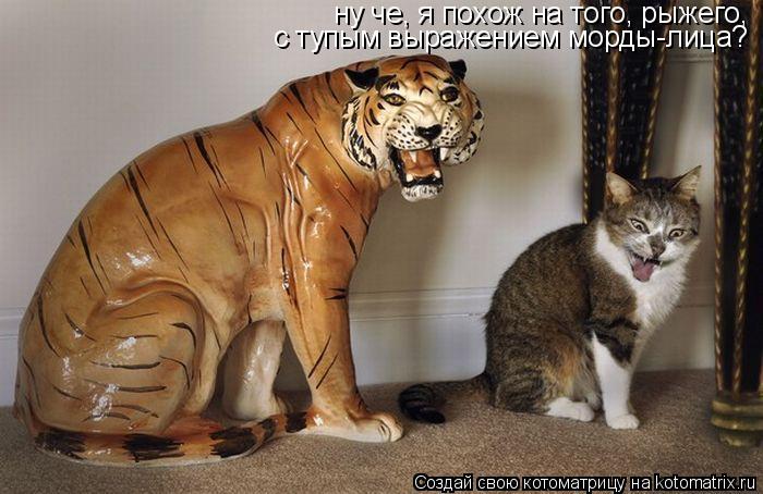 Котоматрица: ну че, я похож на того, рыжего, с тупым выражением морды-лица?