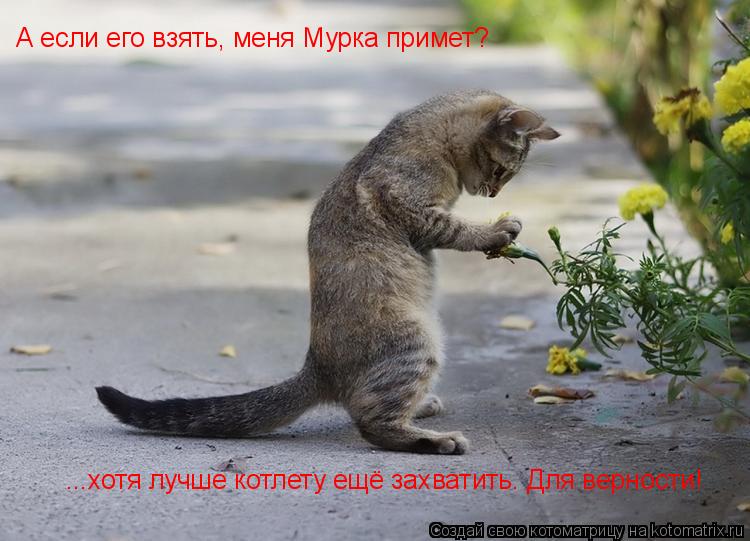 Котоматрица: А если его взять, меня Мурка примет? ...хотя лучше котлету ещё захватить. Для верности!