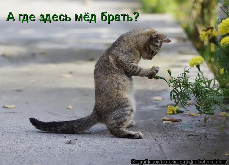 Котоматрица: А где здесь мёд брать?