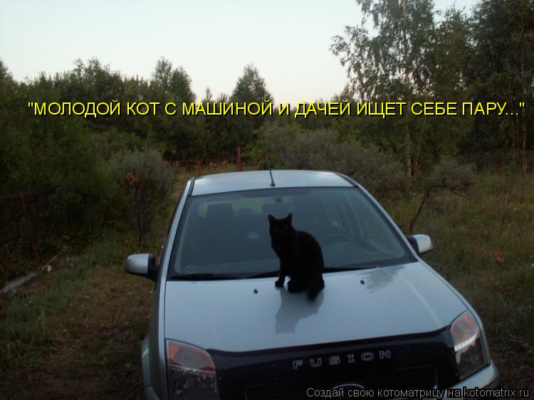 Котоматрица: "МОЛОДОЙ КОТ С МАШИНОЙ И ДАЧЕЙ ИЩЕТ СЕБЕ ПАРУ..."
