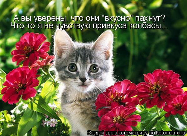 Котоматрица: А вы уверены, что они "вкусно" пахнут? Что-то я не чувствую привкуса колбасы...