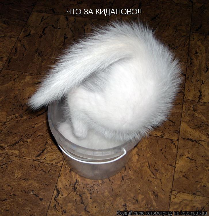 ЧТО ЗА КИДАЛОВО!!... Котоматрица: ЧТО ЗА КИДАЛОВО!!
