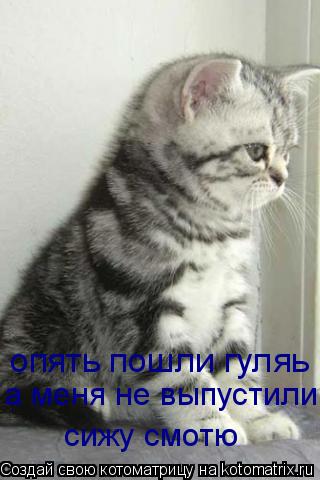 Котоматрица: опять пошли гуляь а меня не выпустили сижу смотю