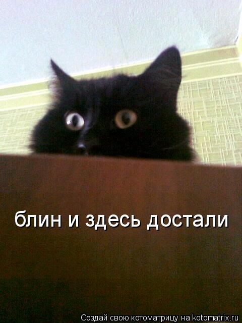 Котоматрица: блин и здесь достали