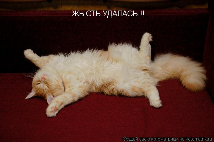 Котоматрица: ЖЫСТЬ УДАЛАСЬ!!!