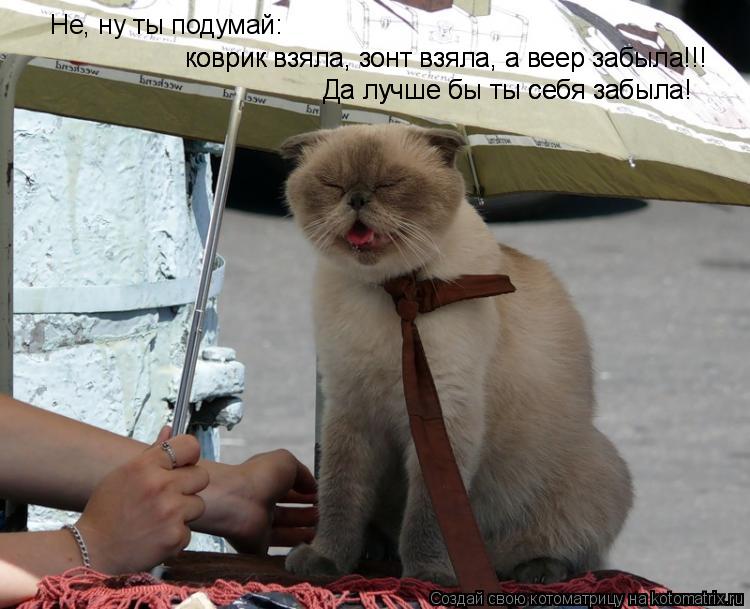 Котоматрица: Не, ну ты подумай: коврик взяла, зонт взяла, а веер забыла!!! коврик взяла, зонт взяла, а веер забыла!!! Да лучше бы ты себя забыла! Да лучше бы ты 