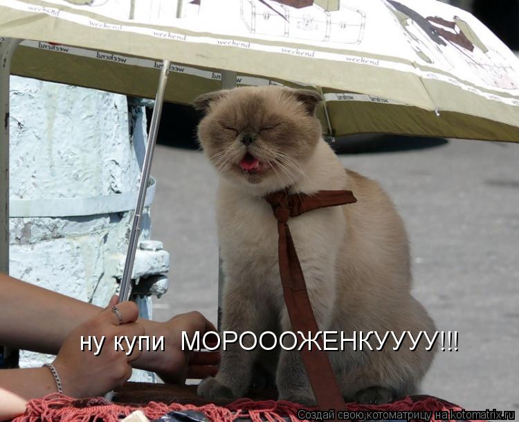 Котоматрица: ну купи  МОРОООЖЕНКУУУУ!!!