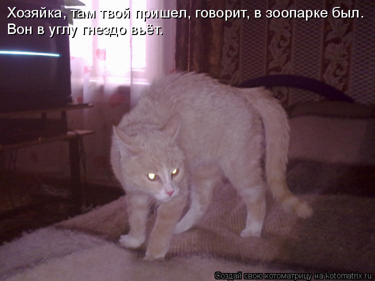 Хозяйка, там твой пришел, говорит, в зоопарке был. Вон в углу гнездо вьёт.... Котоматрица: Хозяйка, там твой пришел, говорит, в зоопарке был. Вон в углу гнездо вьёт.
