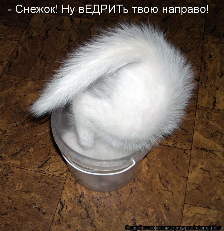 Котоматрица: - Снежок! Ну вЕДРИТь твою направо!