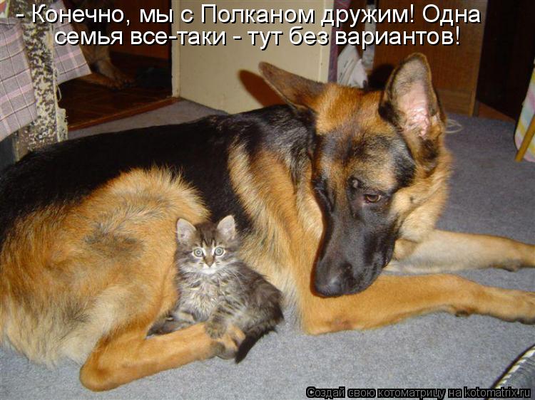 Котоматрица: - Конечно, мы с Полканом дружим! Одна семья все-таки - тут без вариантов!