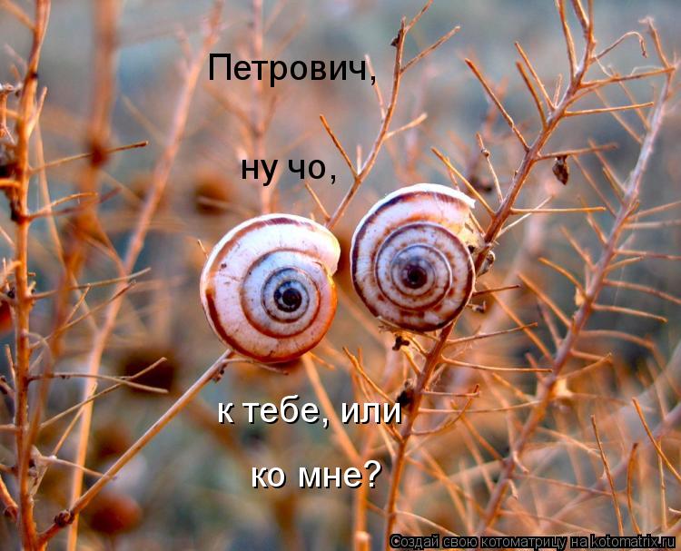 Котоматрица: Петрович, ну чо, к тебе, или ко мне?