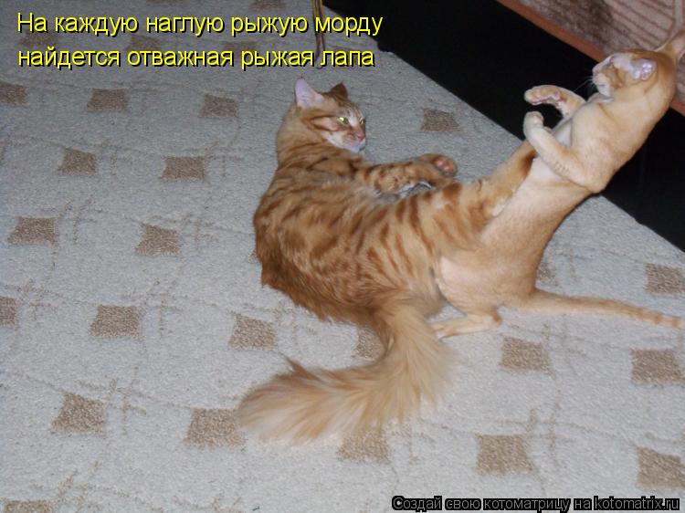 На каждую наглую рыжую морду найдется отважная рыжая лапа... Котоматрица: На каждую наглую рыжую морду найдется отважная рыжая лапа