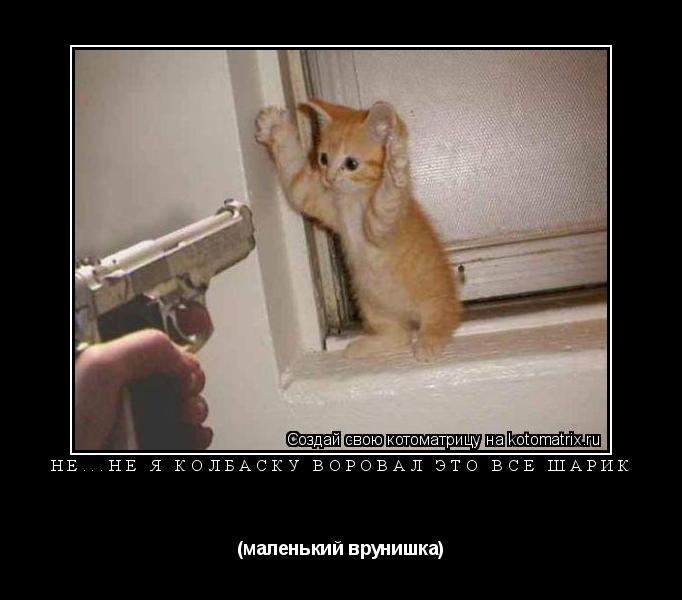 Котоматрица: не...не я колбаску воровал это все шарик (маленький врунишка)