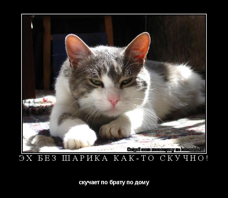 эх без шарика как-то скучно! скучает по брату по дому... Котоматрица: эх без шарика как-то скучно! скучает по брату по дому