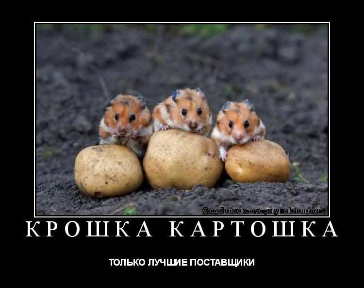 Котоматрица: КРОШКА КАРТОШКА ТОЛЬКО ЛУЧШИЕ ПОСТАВЩИКИ