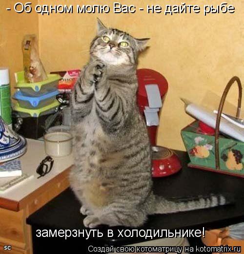 Котоматрица: - Об одном молю Вас - не дайте рыбе замерзнуть в холодильнике!