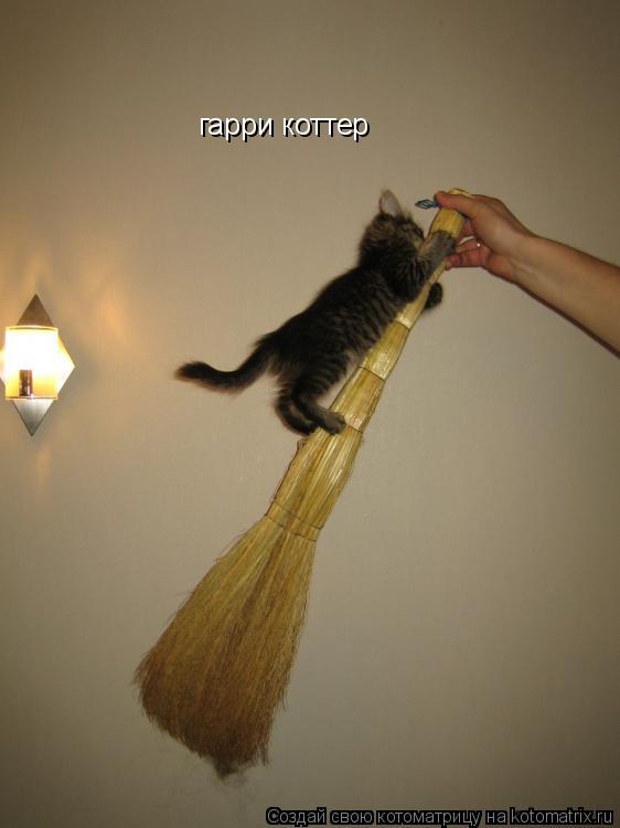 Котоматрица: гарри коттер