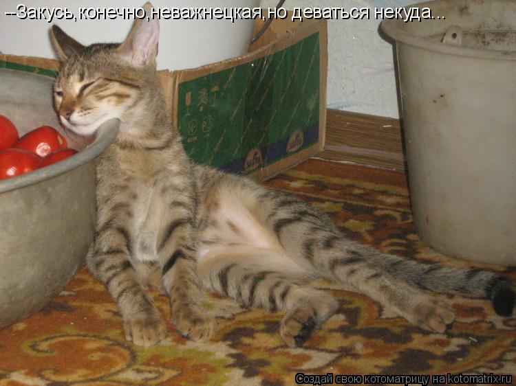Котоматрица: --Закусь,конечно,неважнецкая,но деваться некуда...