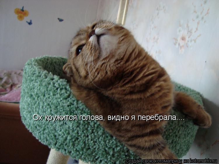Ох кружится голова, видно я перебрала....... Котоматрица: Ох кружится голова, видно я перебрала....