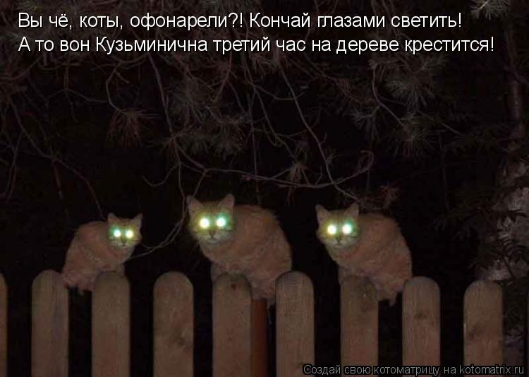 Котоматрица: Вы чё, коты, офонарели?! Кончай глазами светить! А то вон Кузьминична третий час на дереве крестится!