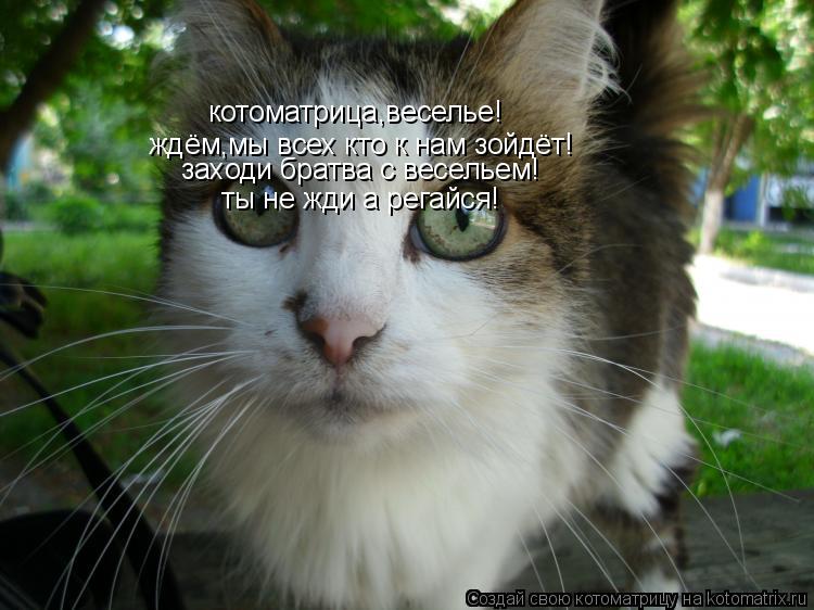 Котоматрица: котоматрица,веселье! ждём,мы всех кто к нам зойдёт! заходи братва с весельем! ты не жди а регайся!