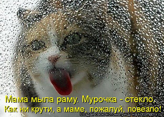 Мама мыла раму. Мурочка - стекло. Как ни крути, а маме, пожалуй, повезло!... Котоматрица: Мама мыла раму. Мурочка - стекло. Как ни крути, а маме, пожалуй, повезло!