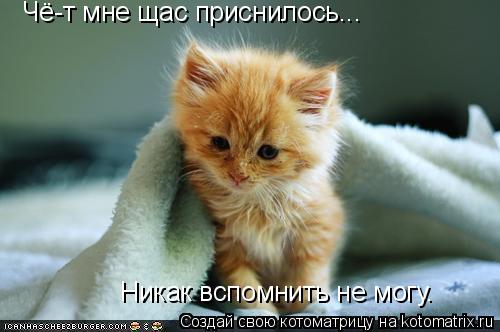 Котоматрица: Чё-т мне щас приснилось... Никак вспомнить не могу.
