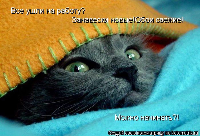 Котоматрица: Все ушли на работу? Можно начинать?! Занавески новые!Обои свежие!