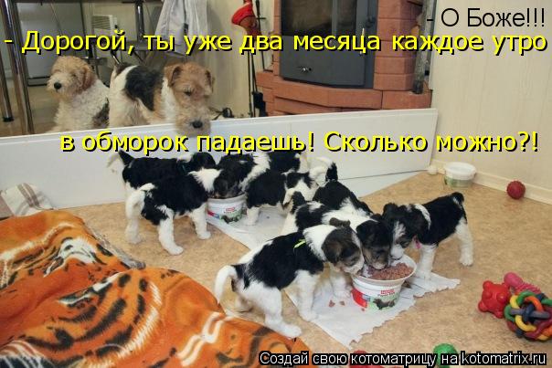 - О Боже!!! - Дорогой, ты уже два месяца каждое утро в обморок падаешь! Сколько можно?!... Котоматрица: - О Боже!!! - Дорогой, ты уже два месяца каждое утро в обморок падаешь! Сколько можно?!