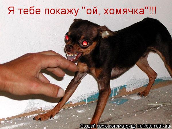 Котоматрица: Я тебе покажу "ой, хомячка"!!!
