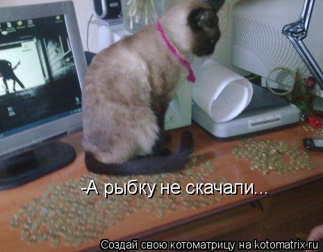 Котоматрица: -А рыбку не скачали...