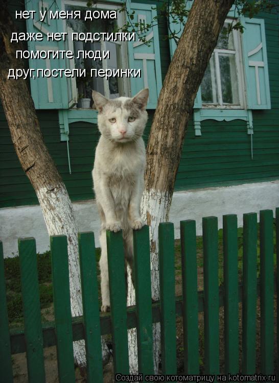нет у меня дома даже нет подстилки . помогите люди друг,постели перинки... Котоматрица: нет у меня дома даже нет подстилки . помогите люди друг,постели перинки