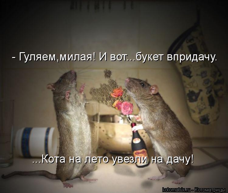 - Гуляем,милая! И вот...букет впридачу. ...Кота на лето увезли на дачу!... Котоматрица: - Гуляем,милая! И вот...букет впридачу. ...Кота на лето увезли на дачу!